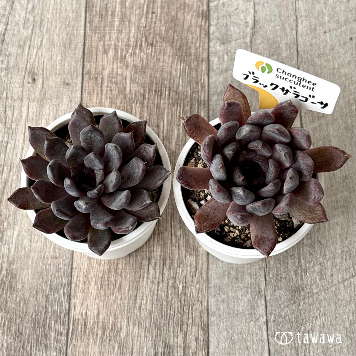 ブラックザラゴーサ（チャンヒー農園）【tawawaハウス苗】