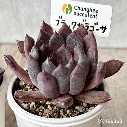 ブラックザラゴーサ（チャンヒー農園）【tawawaハウス苗】