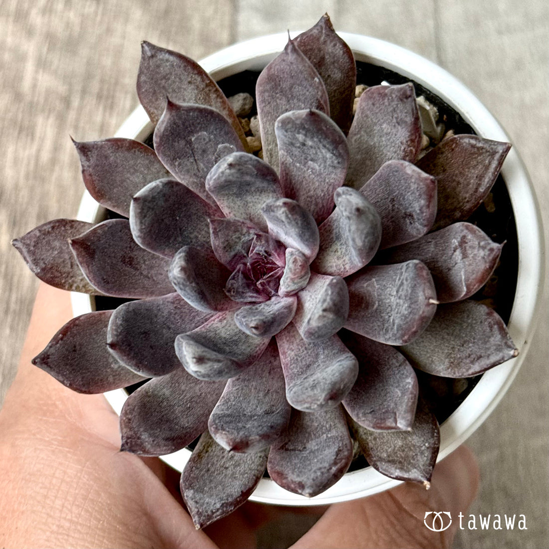 ブラックザラゴーサ（チャンヒー農園）【tawawaハウス苗】