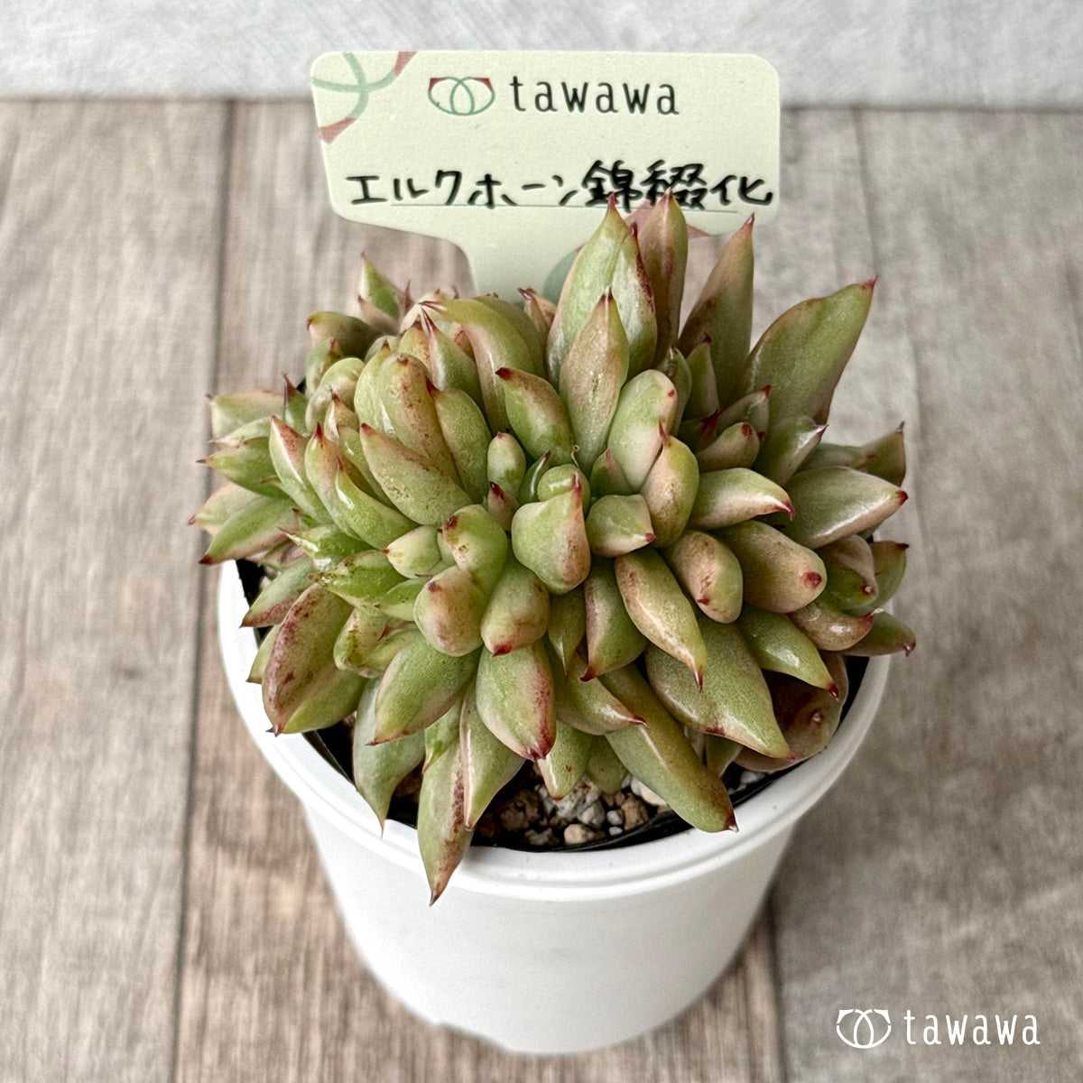 エルクホーン錦綴化【tawawaハウス苗】