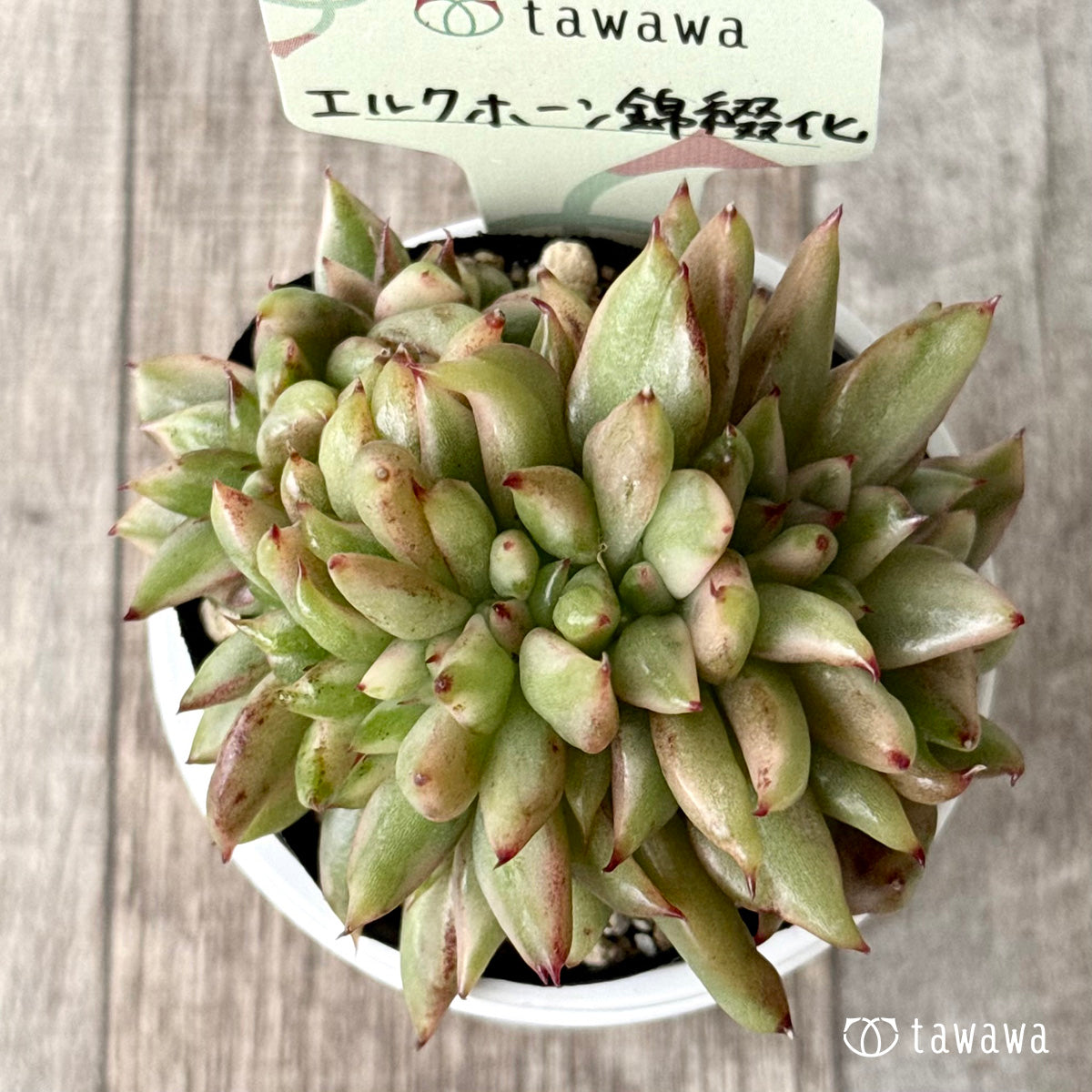 エルクホーン錦綴化【tawawaハウス苗】