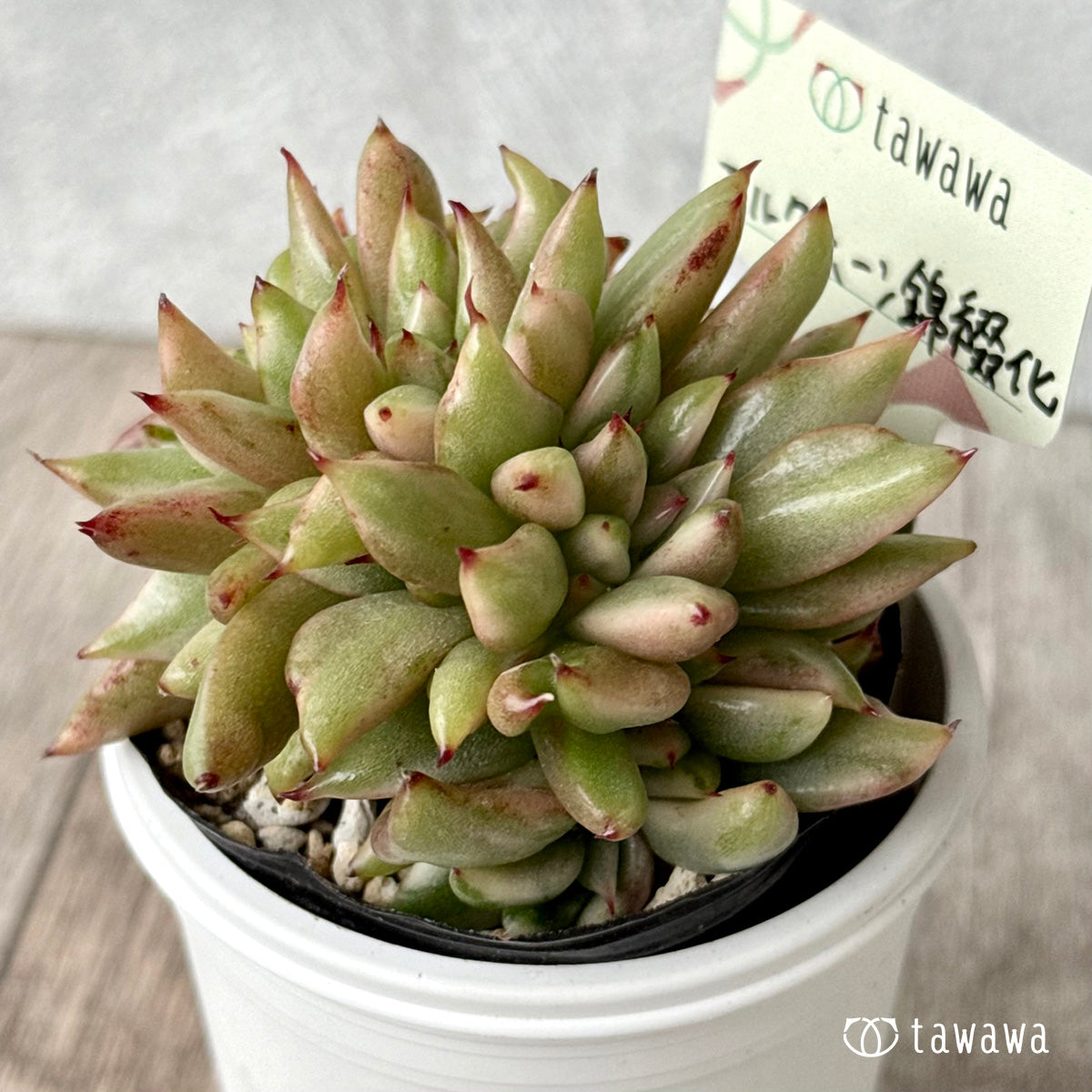 エルクホーン錦綴化【tawawaハウス苗】