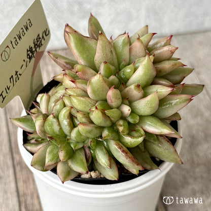 エルクホーン錦綴化【tawawaハウス苗】