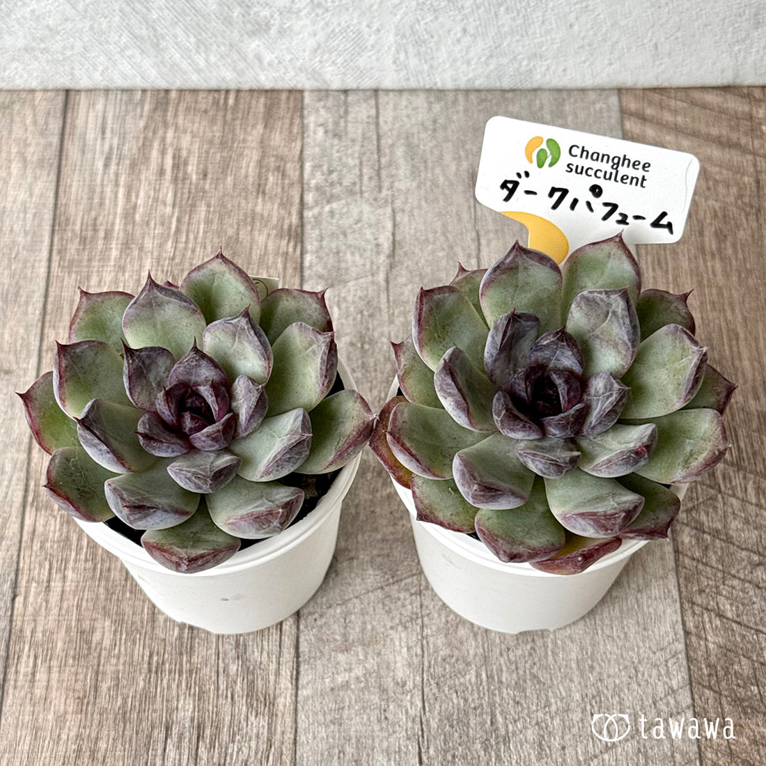 New Arrivals: Ice Green