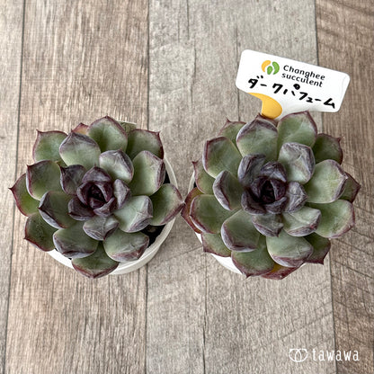 ダークパフューム（チャンヒー農園）【tawawaハウス苗】