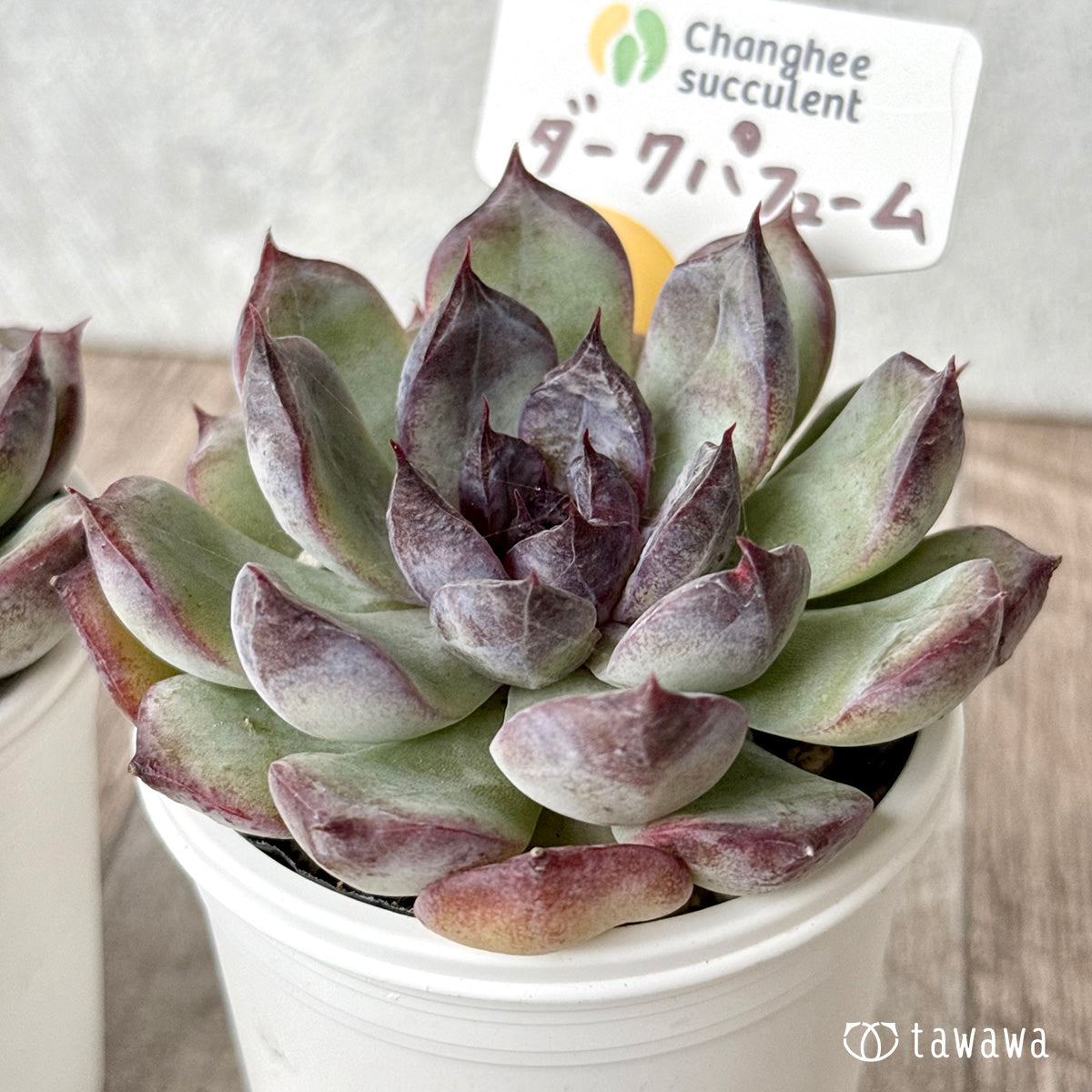 ダークパフューム（チャンヒー農園）【tawawaハウス苗】