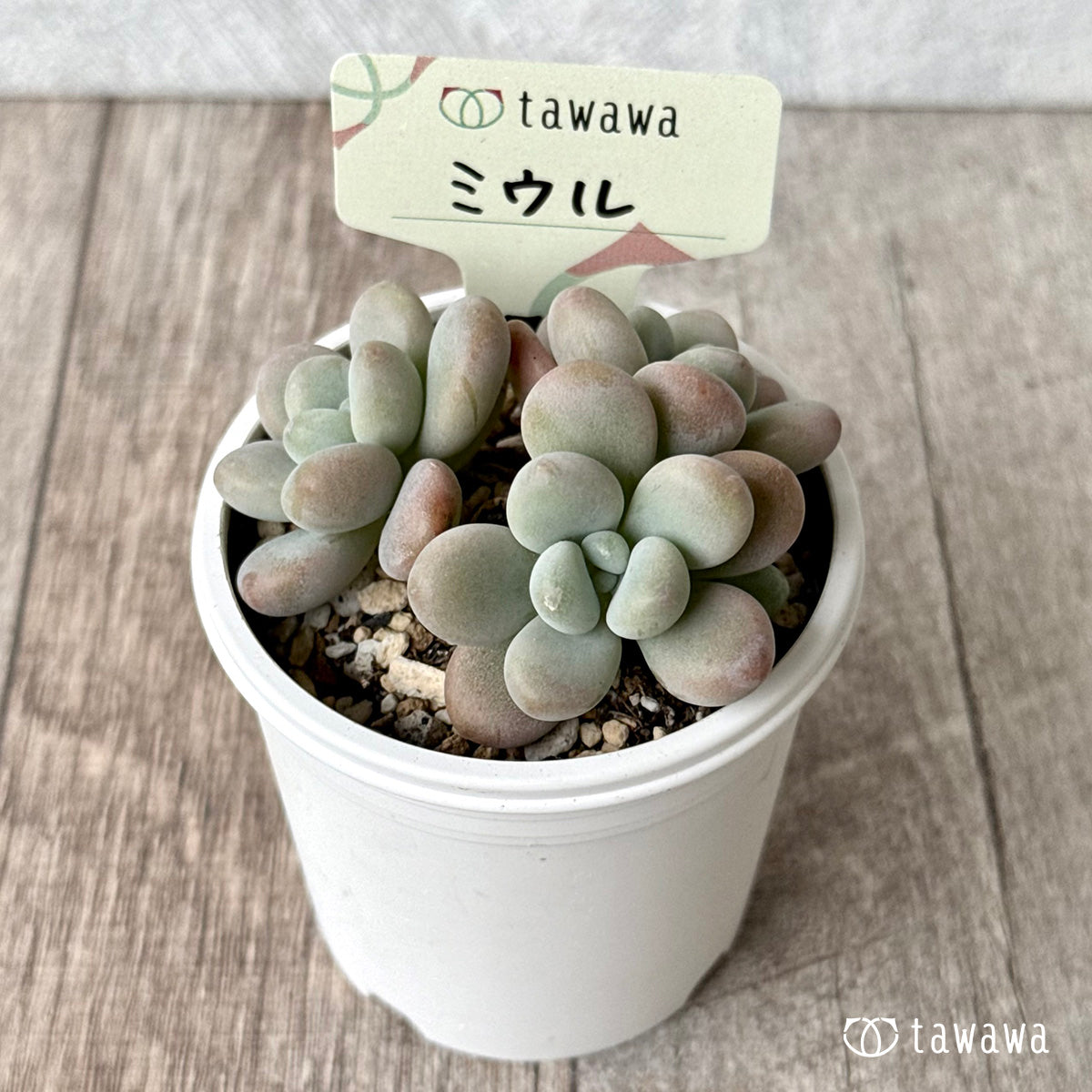 ミウル【tawawaハウス苗】