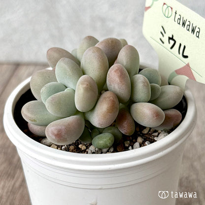 ミウル【tawawaハウス苗】