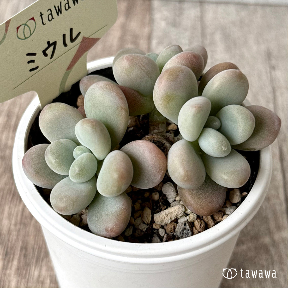 ミウル【tawawaハウス苗】