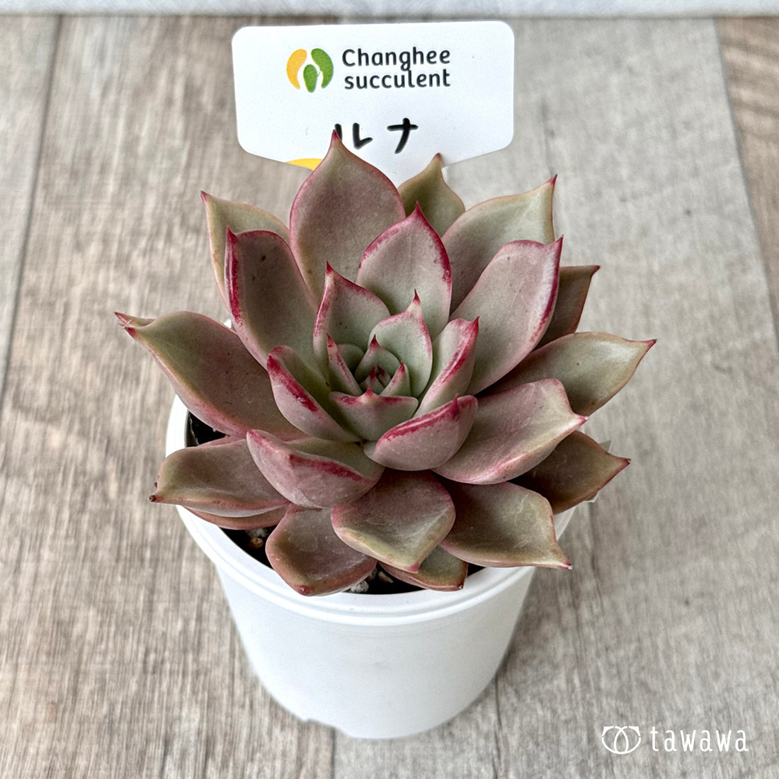 New Arrivals: Ice Green