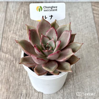 ルナ①（チャンヒー農園）【tawawaハウス苗】