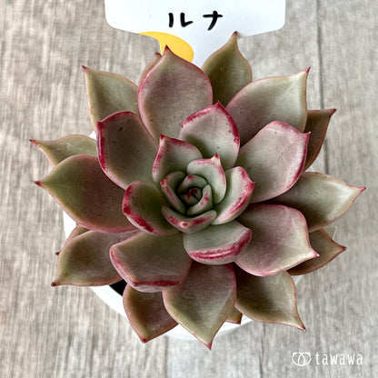ルナ①（チャンヒー農園）【tawawaハウス苗】
