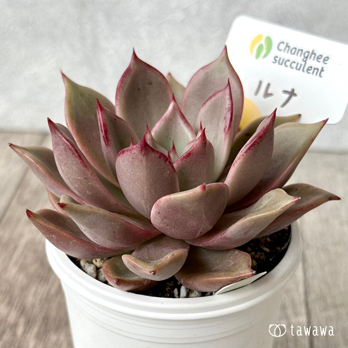 ルナ①（チャンヒー農園）【tawawaハウス苗】