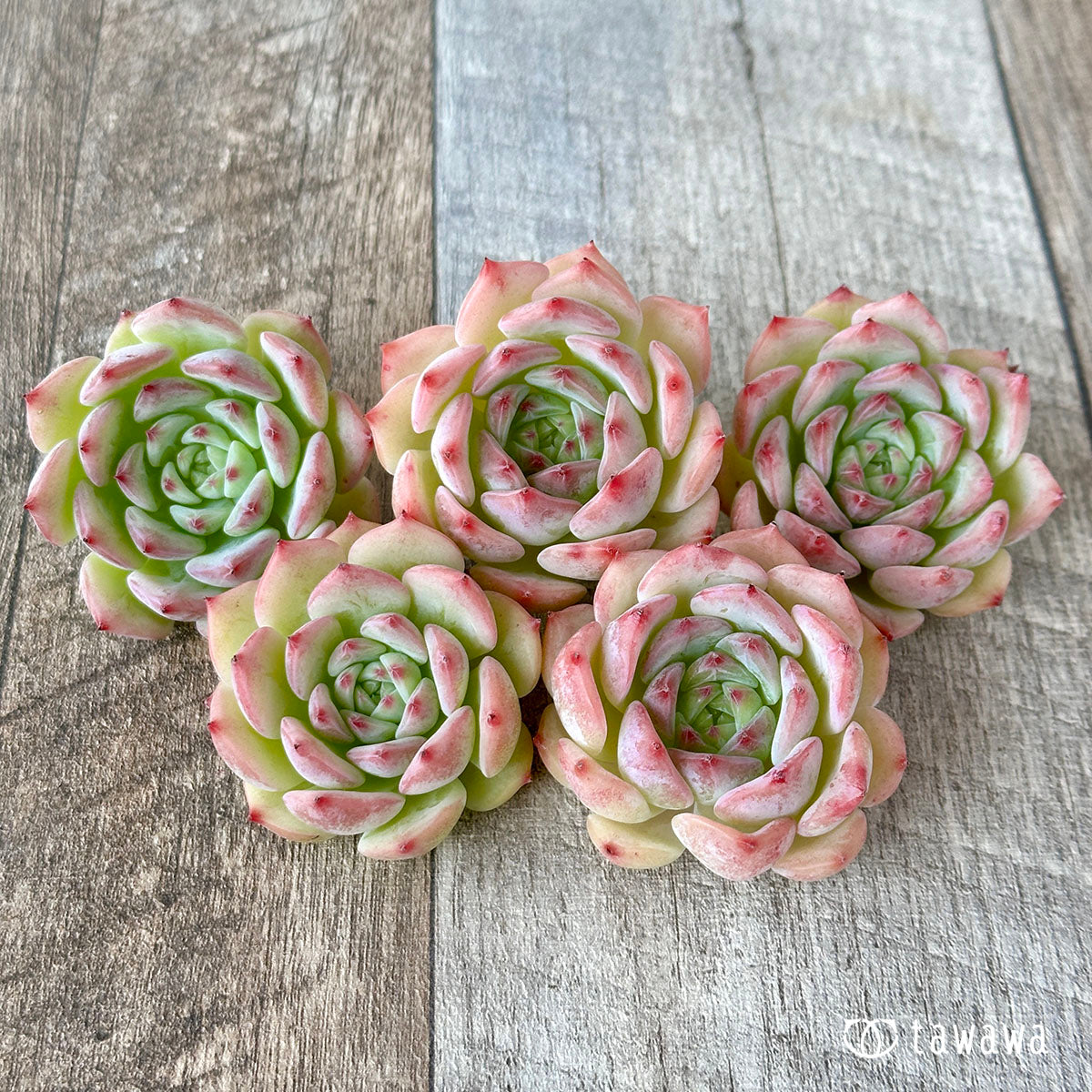 Echeveria Maria