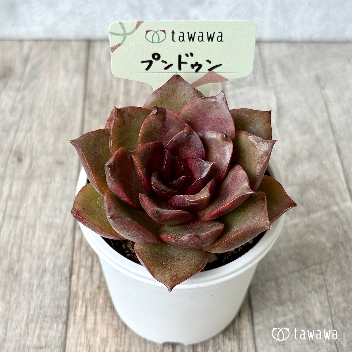 プンドゥン【tawawaハウス苗】