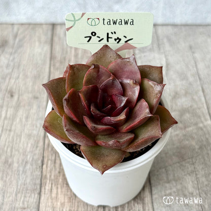 プンドゥン【tawawaハウス苗】