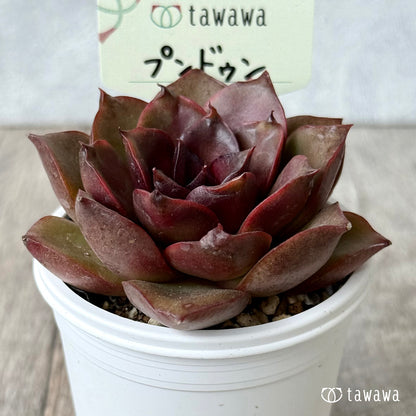 プンドゥン【tawawaハウス苗】