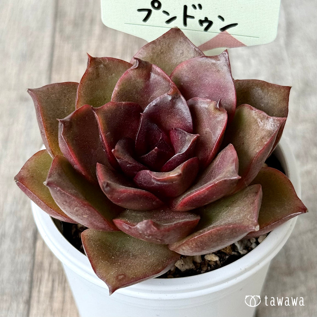 プンドゥン【tawawaハウス苗】