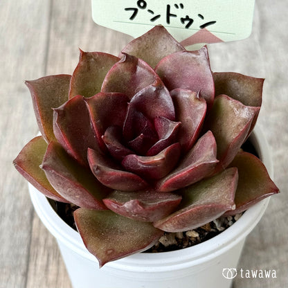 プンドゥン【tawawaハウス苗】