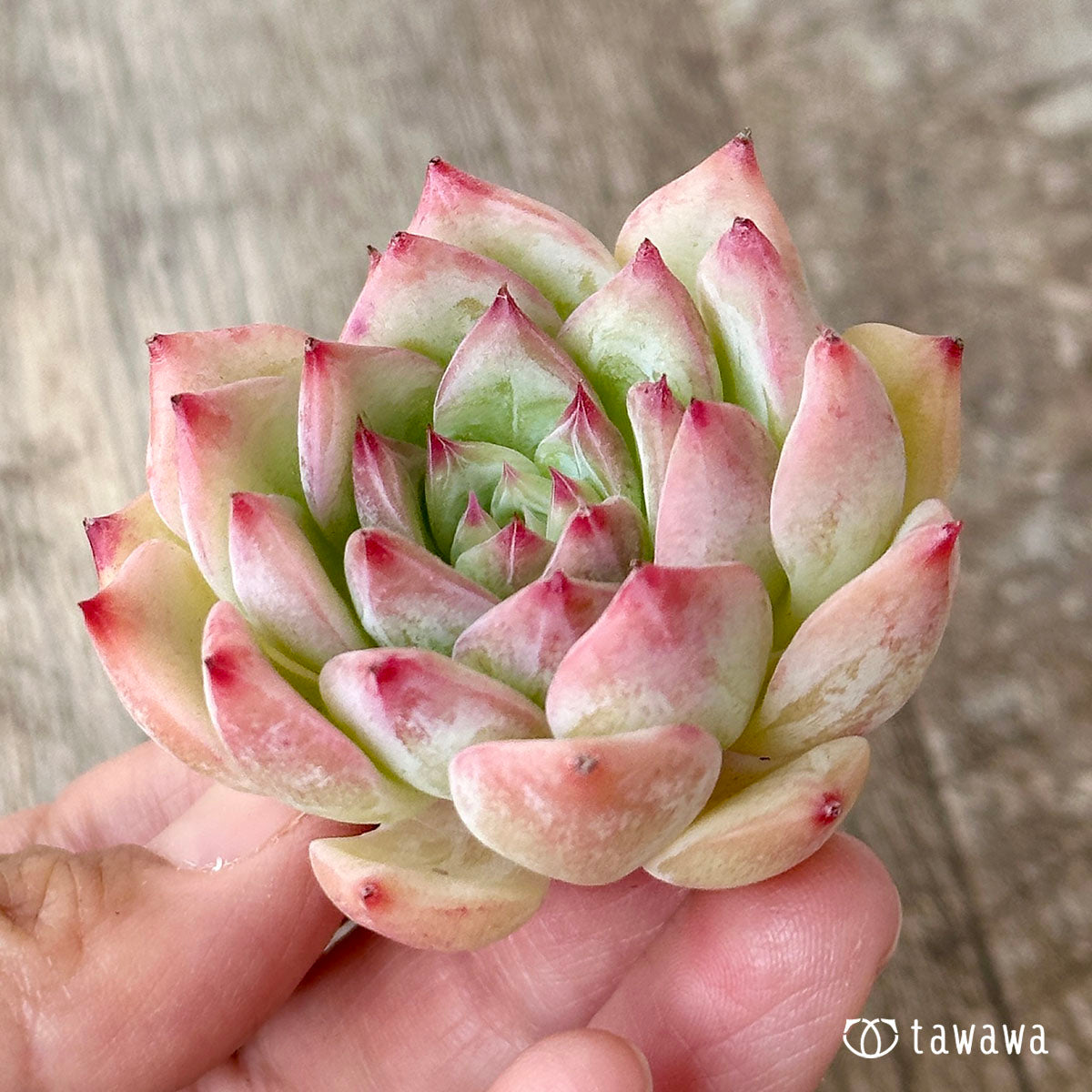 Echeveria Maria