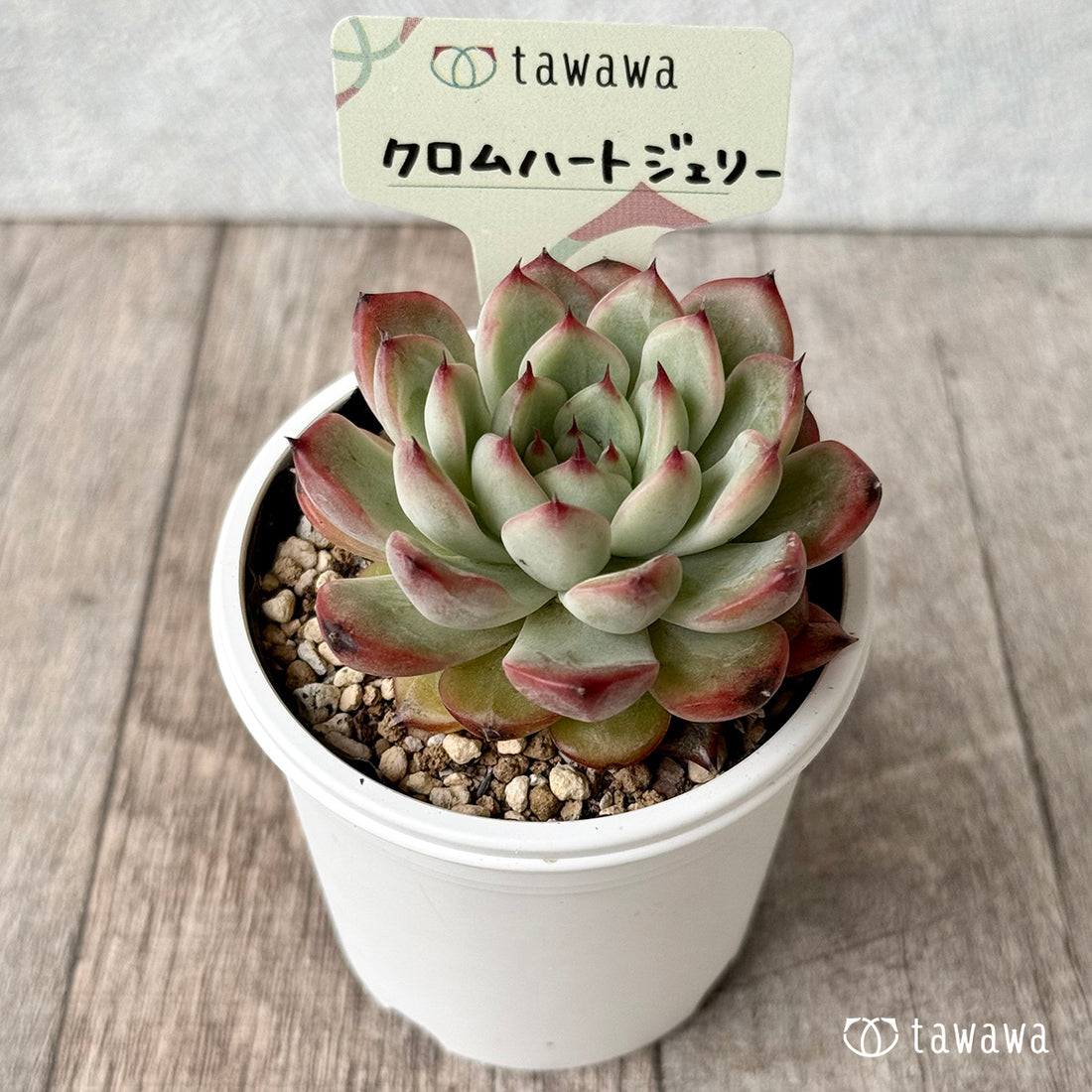 クロムハートジェリー【tawawaハウス苗】