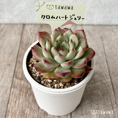 クロムハートジェリー【tawawaハウス苗】