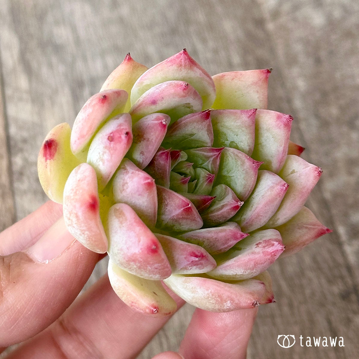 Echeveria Maria