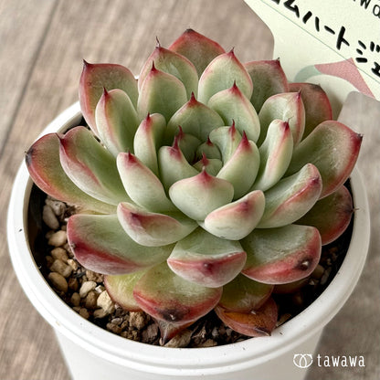 クロムハートジェリー【tawawaハウス苗】