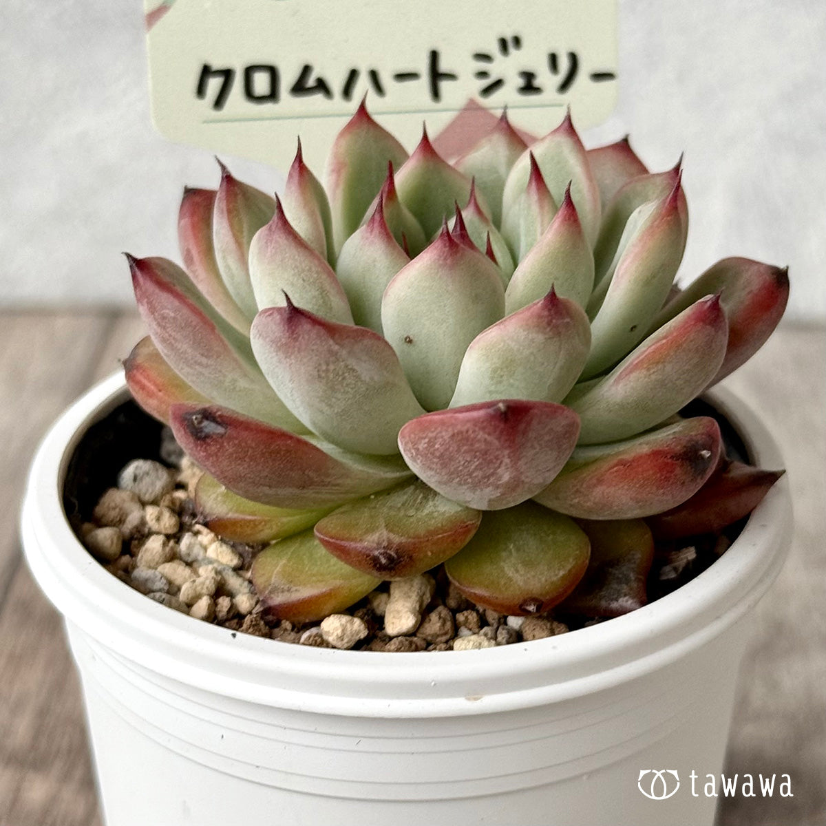 クロムハートジェリー【tawawaハウス苗】