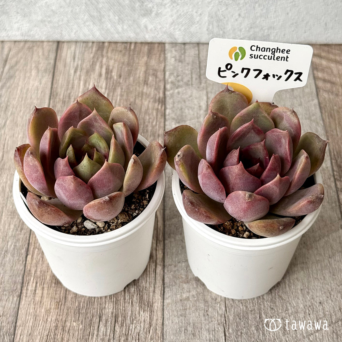 Pink Fox (Jangheui Farm) [Tawawa House Seedlings]