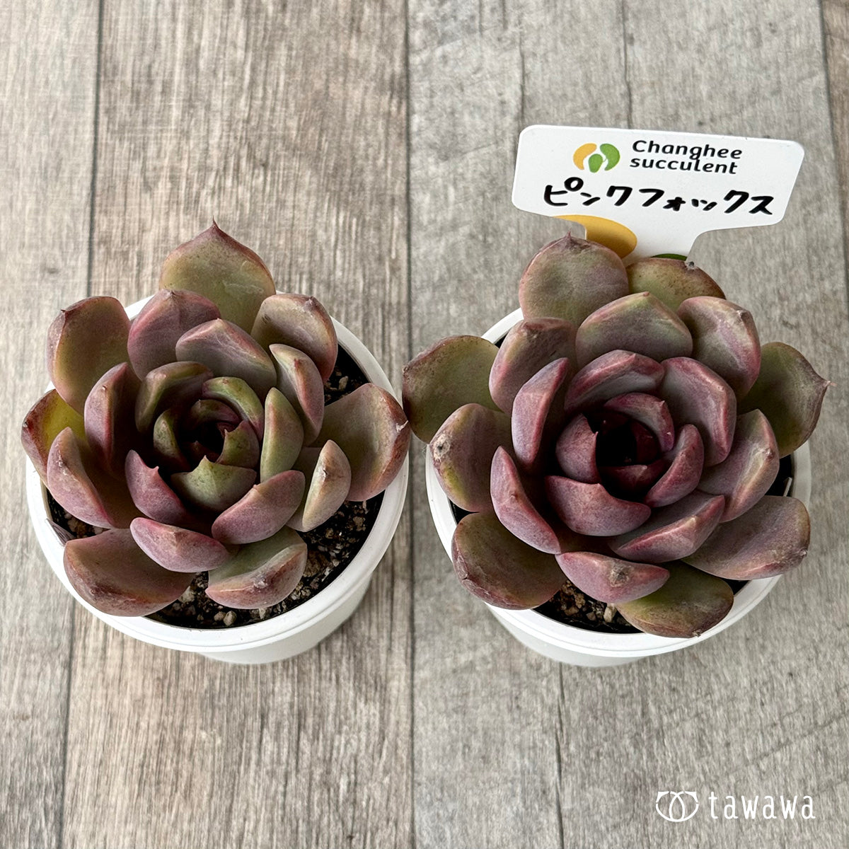 Pink Fox (Jangheui Farm) [Tawawa House Seedlings]