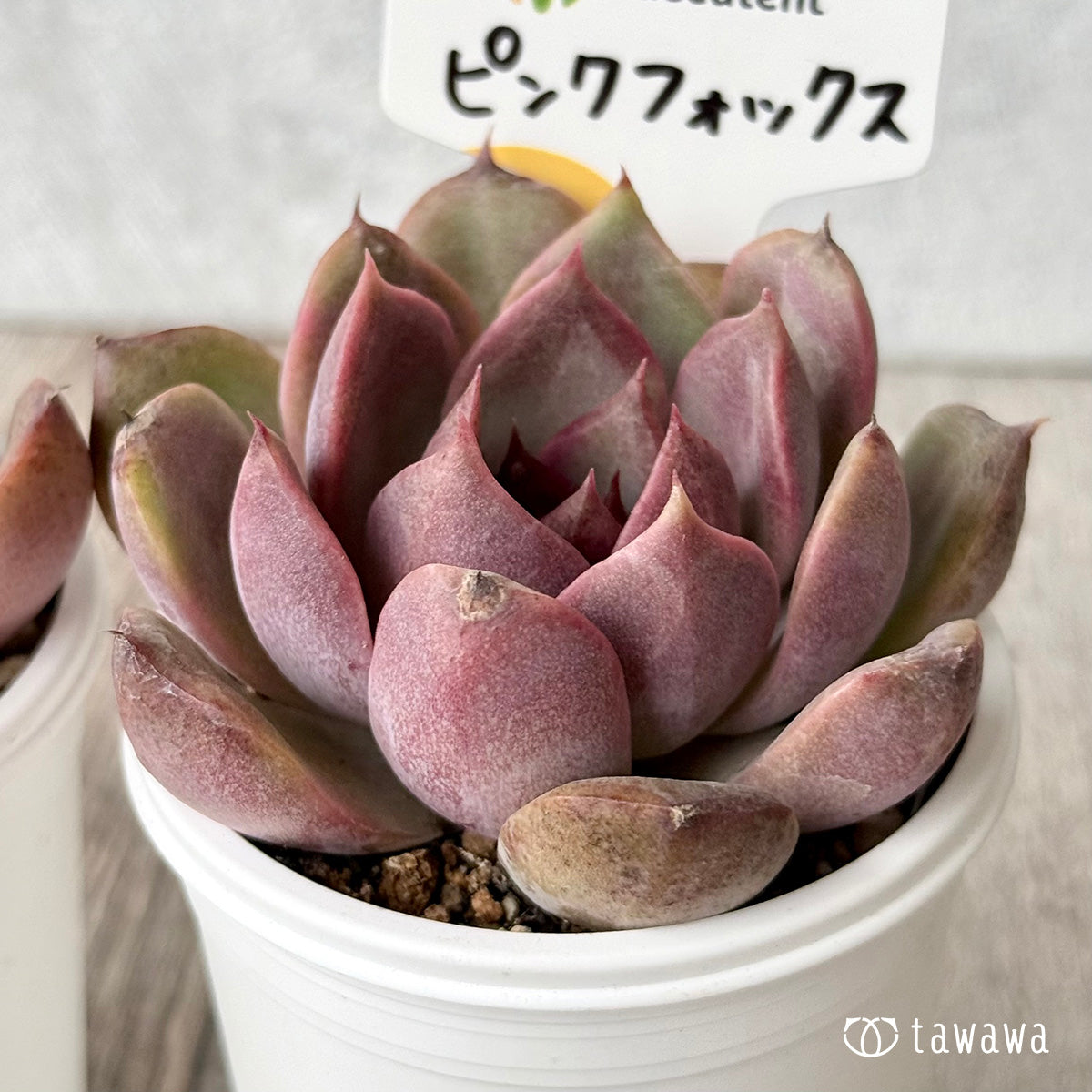 Pink Fox (Jangheui Farm) [Tawawa House Seedlings]