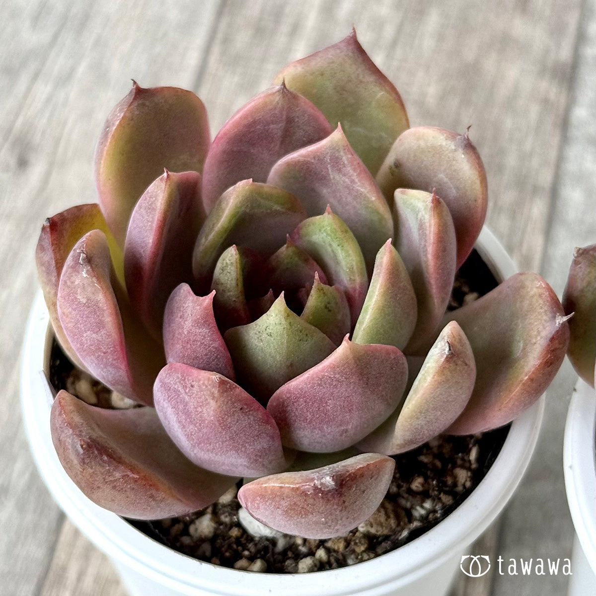 Pink Fox (Jangheui Farm) [Tawawa House Seedlings]