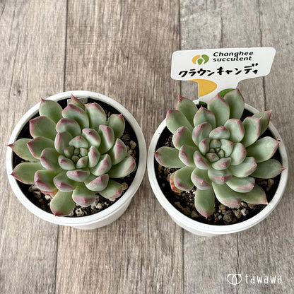 クラウンキャンディ（チャンヒー農園）【tawawaハウス苗】