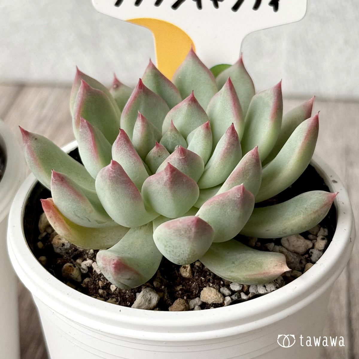 クラウンキャンディ（チャンヒー農園）【tawawaハウス苗】