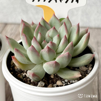 クラウンキャンディ（チャンヒー農園）【tawawaハウス苗】