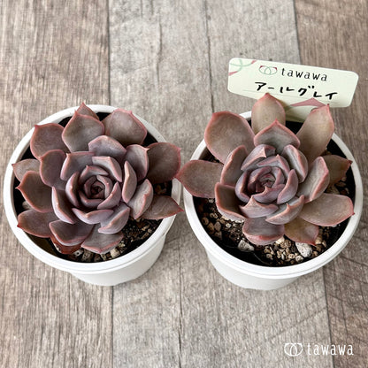 アールグレイ【tawawaハウス苗】