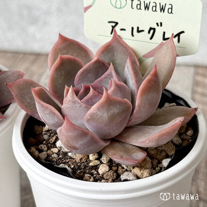 アールグレイ【tawawaハウス苗】