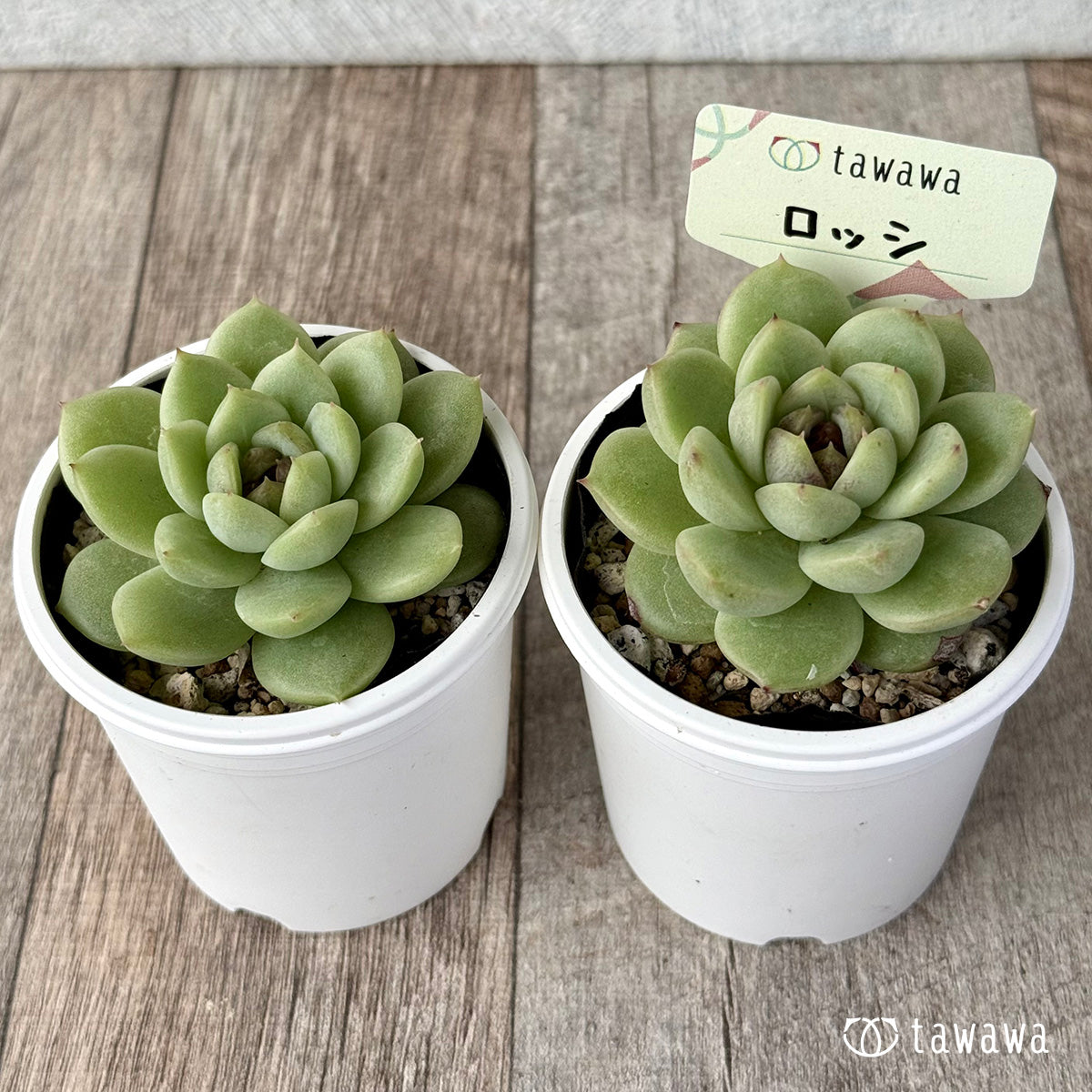 ロッシ【tawawaハウス苗】