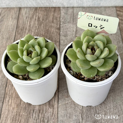 ロッシ【tawawaハウス苗】