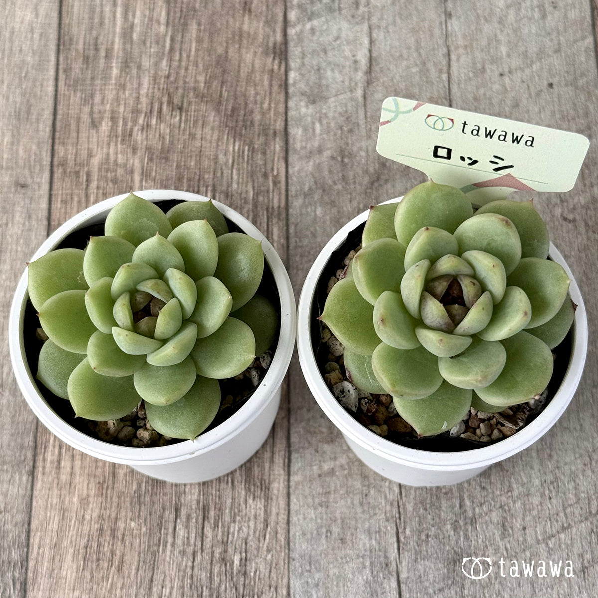 ロッシ【tawawaハウス苗】