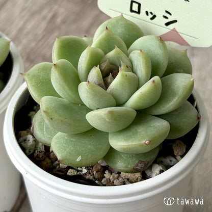 ロッシ【tawawaハウス苗】