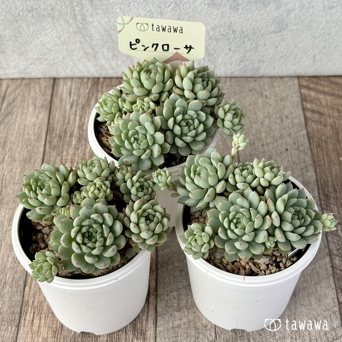 ＊新発売＊　ピンクローサ（エアーマジック農園）【tawawaハウス苗】