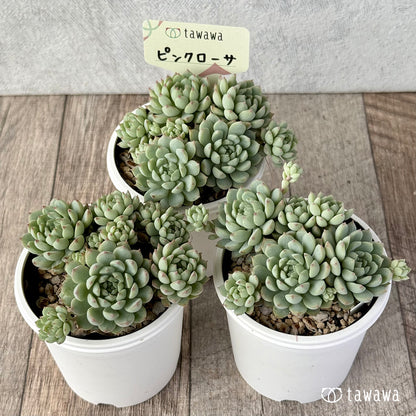 ＊新発売＊　ピンクローサ（エアーマジック農園）【tawawaハウス苗】