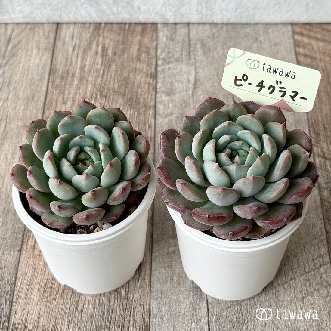 ピーチグラマー(エアーマジック農園)【tawawaハウス苗】