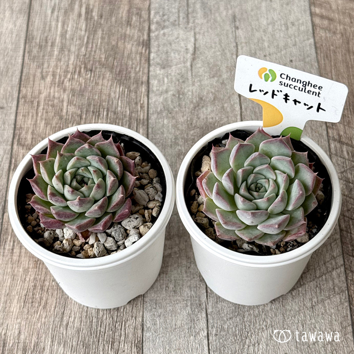 レッドキャット（チャンヒー農園）【tawawaハウス苗】