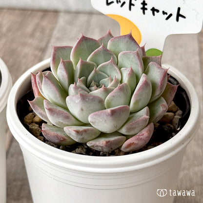 レッドキャット（チャンヒー農園）【tawawaハウス苗】