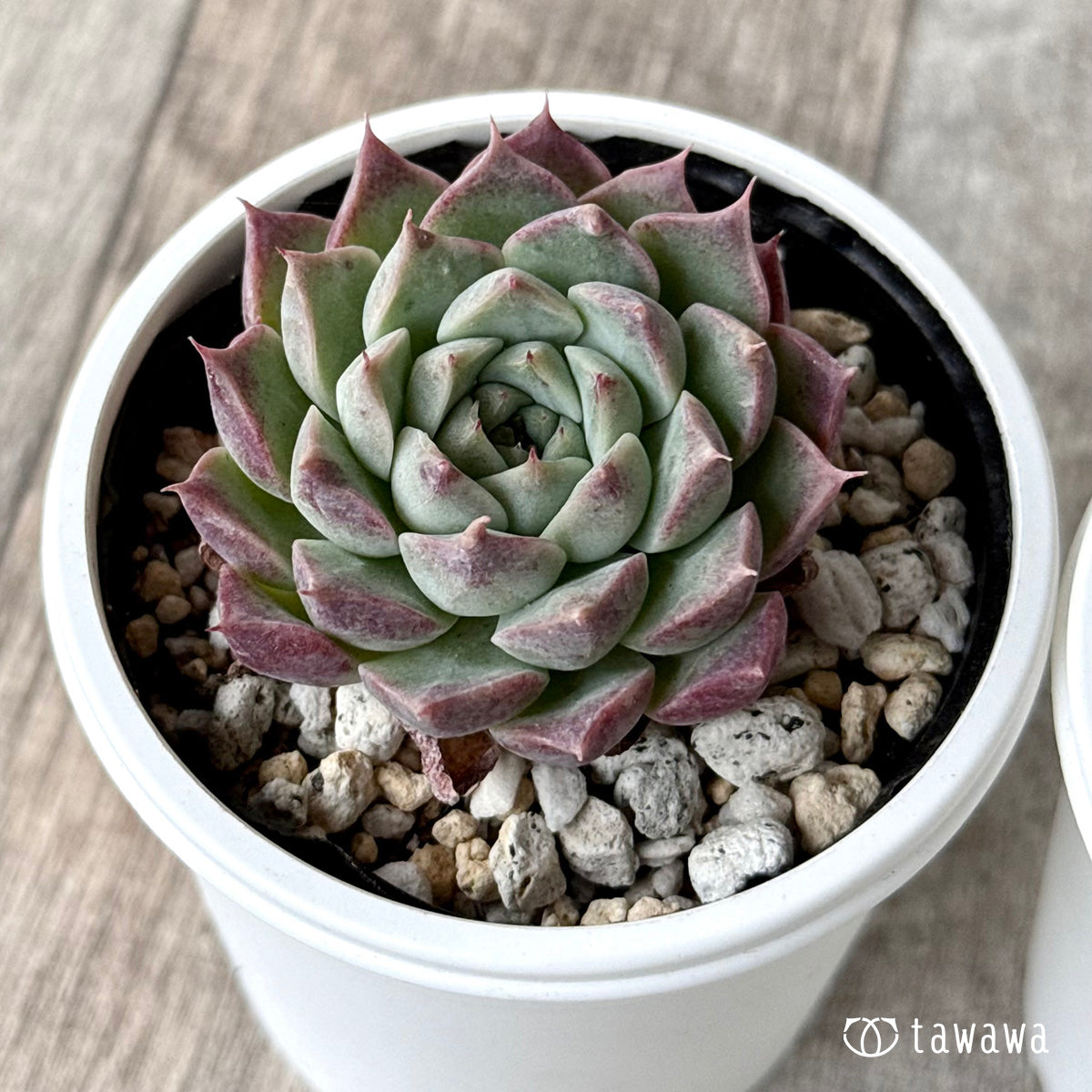 レッドキャット（チャンヒー農園）【tawawaハウス苗】