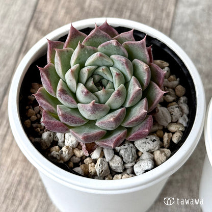 レッドキャット（チャンヒー農園）【tawawaハウス苗】