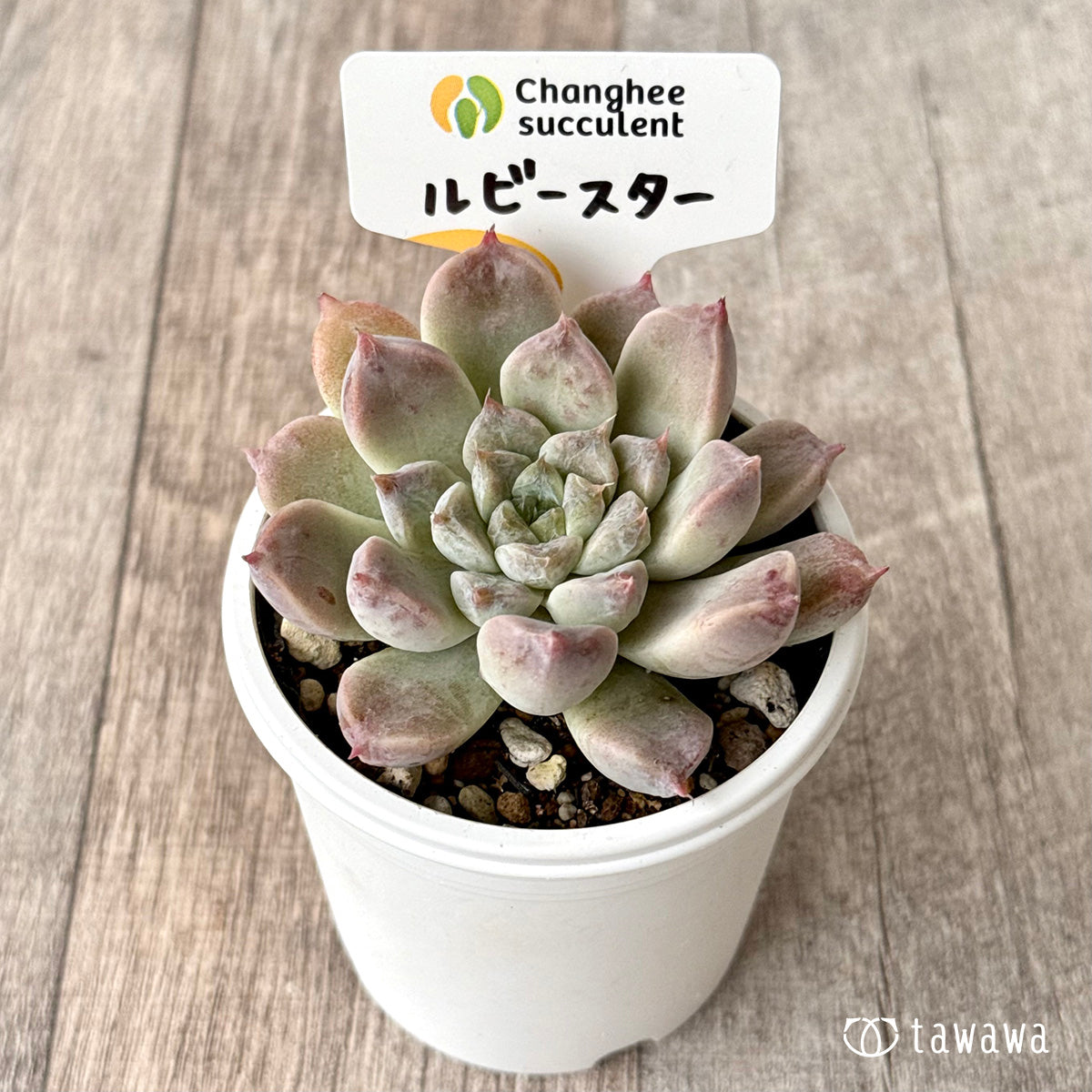 ルビースター（チャンヒー農園）【tawawaハウス苗】